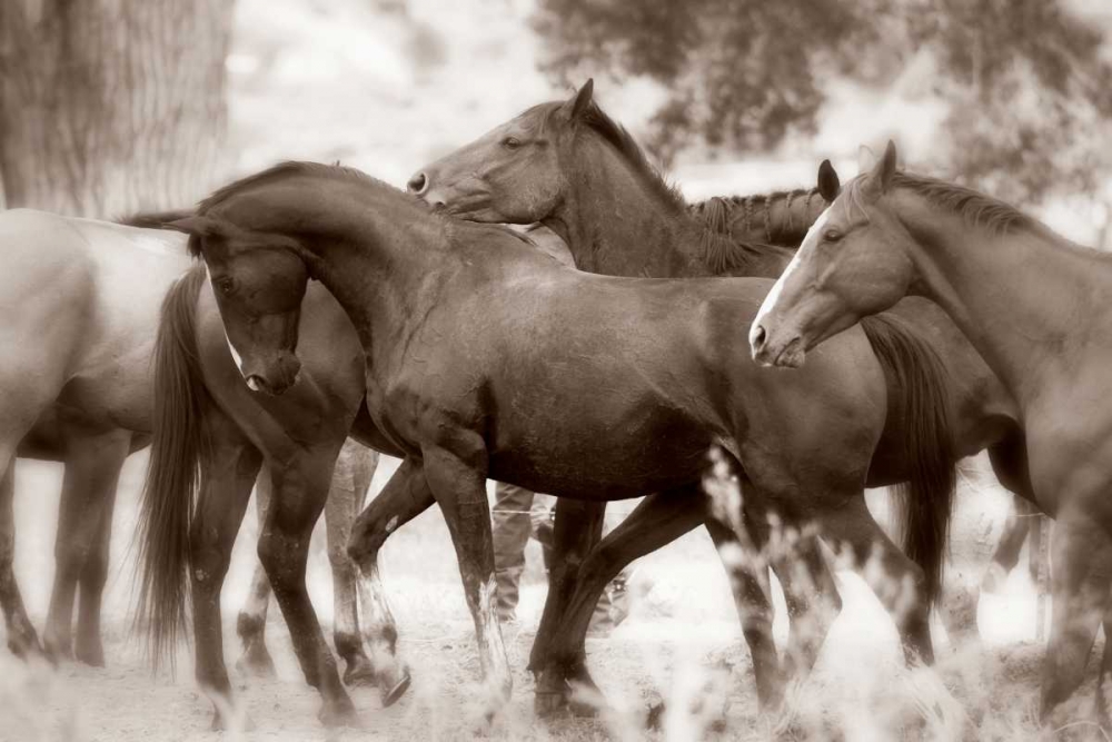 The Herd art print by Lisa Dearing for $57.95 CAD