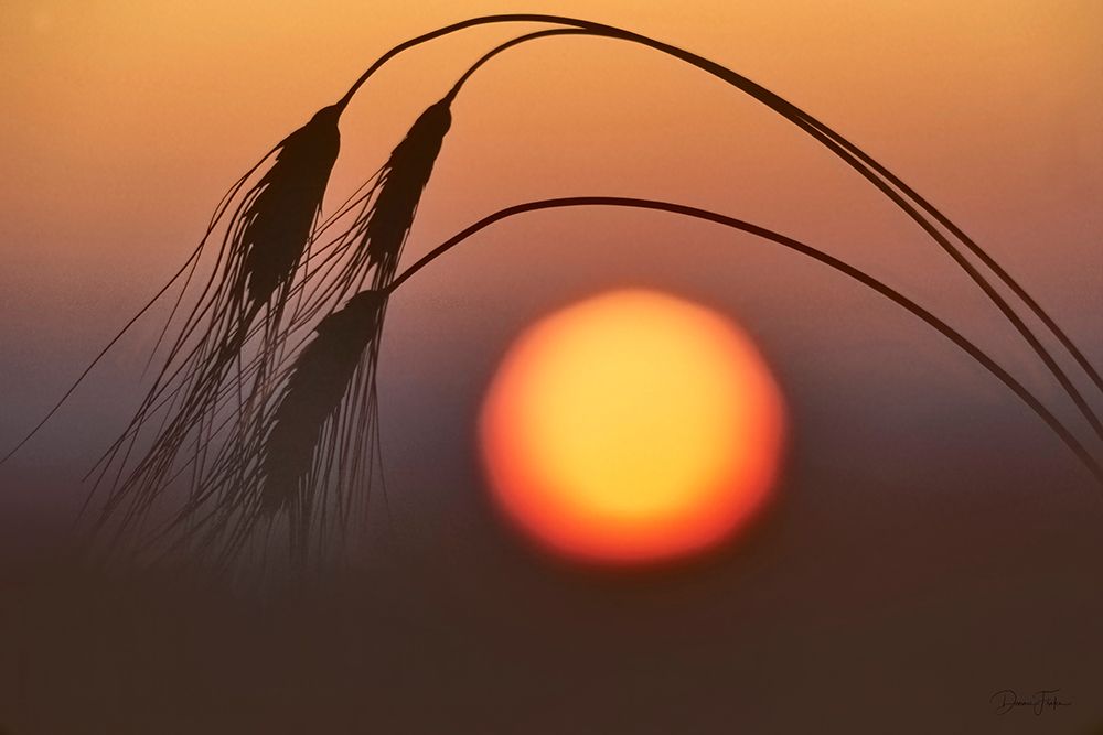 Wheat and Sunrise art print by Dennis Frates for $57.95 CAD