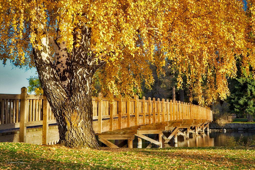Fall Aspen art print by Dennis Frates for $57.95 CAD