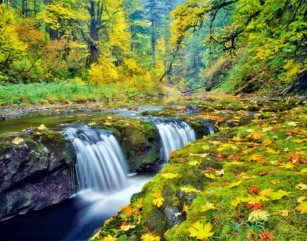 Big Leaf Maple Leaves art print by Dennis Frates for $57.95 CAD