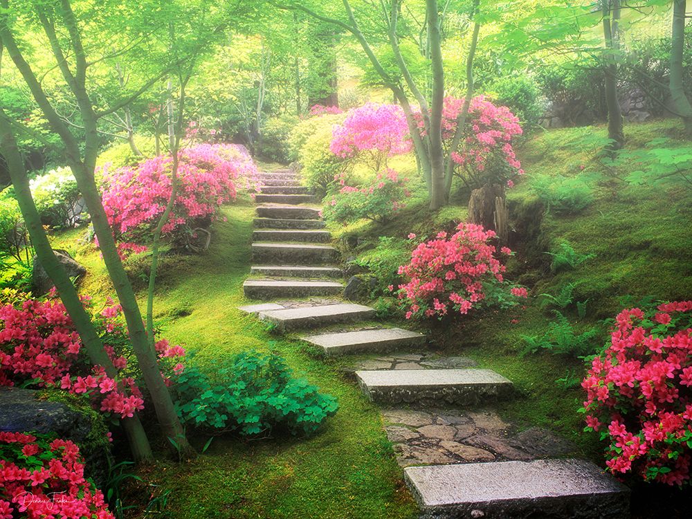 Blooming Azaleas art print by Dennis Frates for $57.95 CAD