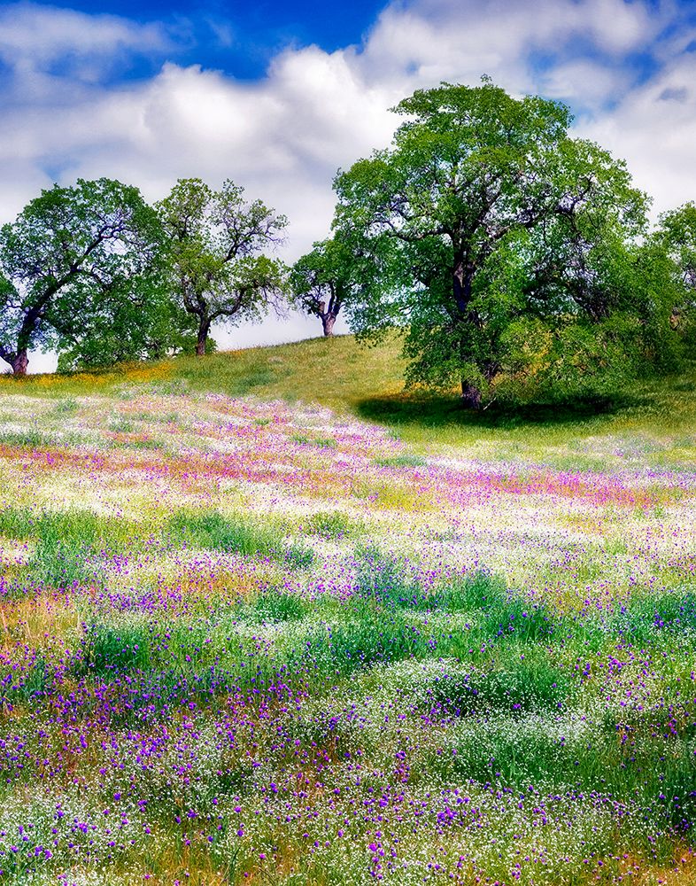 Mixture of Wildflowers art print by Dennis Frates for $57.95 CAD
