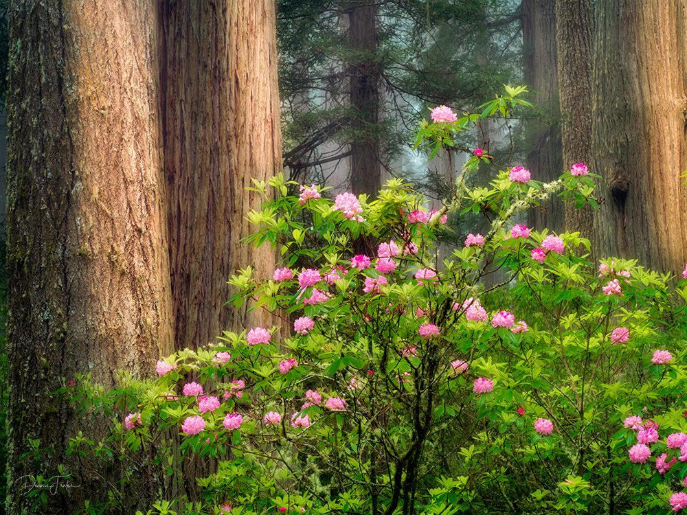 Blooming Rhododendrons art print by Dennis Frates for $57.95 CAD