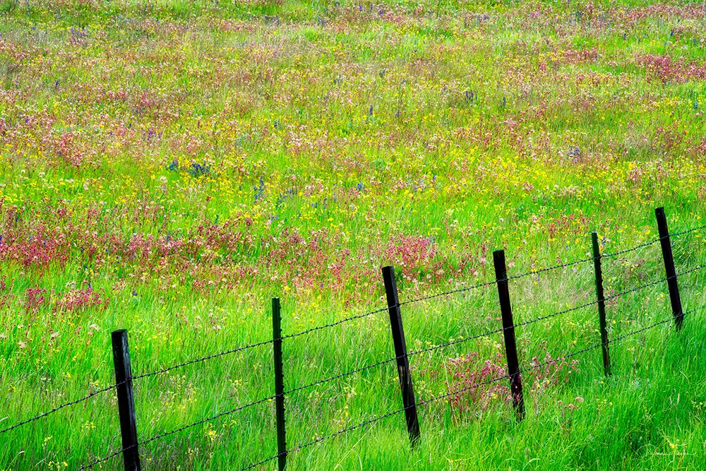 Fence Line With Wildflowers art print by Dennis Frates for $57.95 CAD