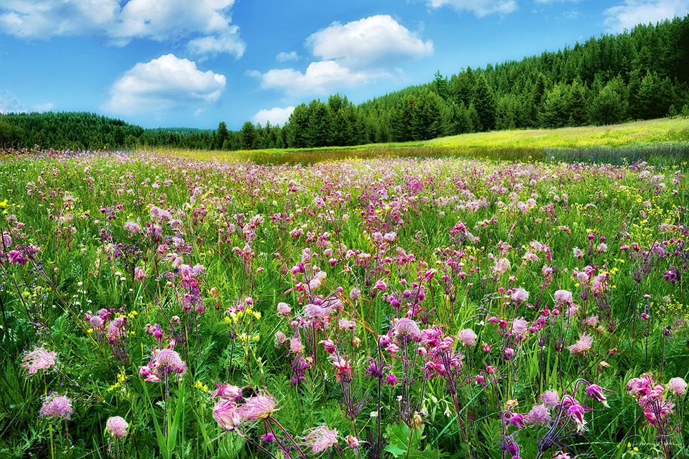 Prairie Smoke Wildflowers art print by Dennis Frates for $57.95 CAD
