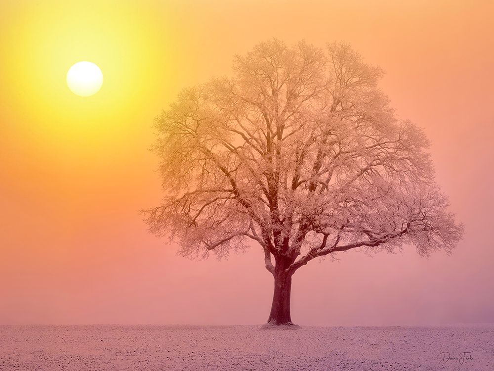 Lone Oak Tree art print by Dennis Frates for $57.95 CAD