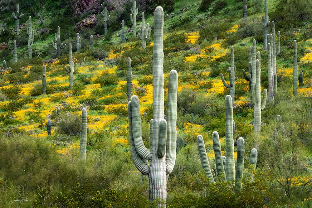 Saguaro Cactus With Poppies art print by Dennis Frates for $57.95 CAD