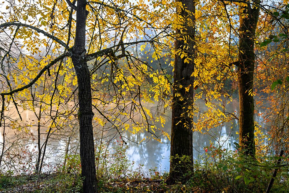 Willamette River With Fall Colors art print by Dennis Frates for $57.95 CAD