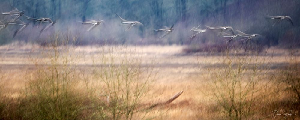 Birds Flying By art print by Dennis Frates for $57.95 CAD