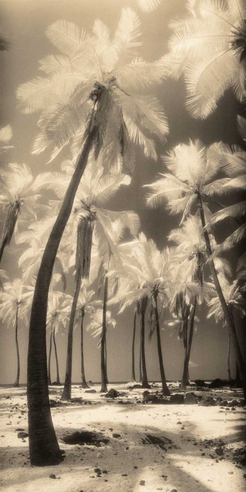 Palm Shadows I art print by Susan Friedman for $57.95 CAD