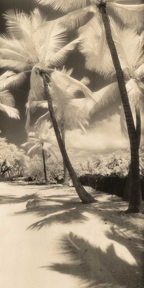 Palm Shadows II art print by Susan Friedman for $57.95 CAD