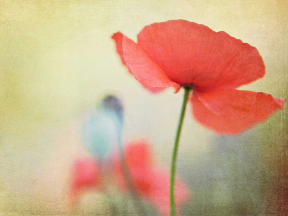 Poppy art print by Kim Fearheiley for $57.95 CAD