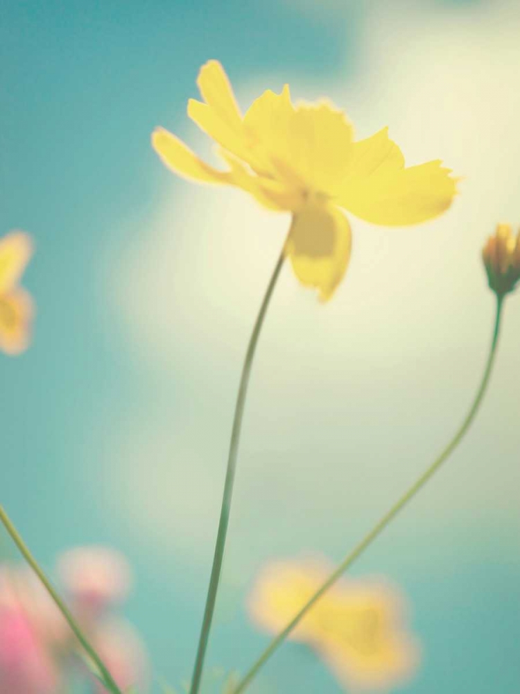 Summer Breeze art print by Kim Fearheiley for $57.95 CAD