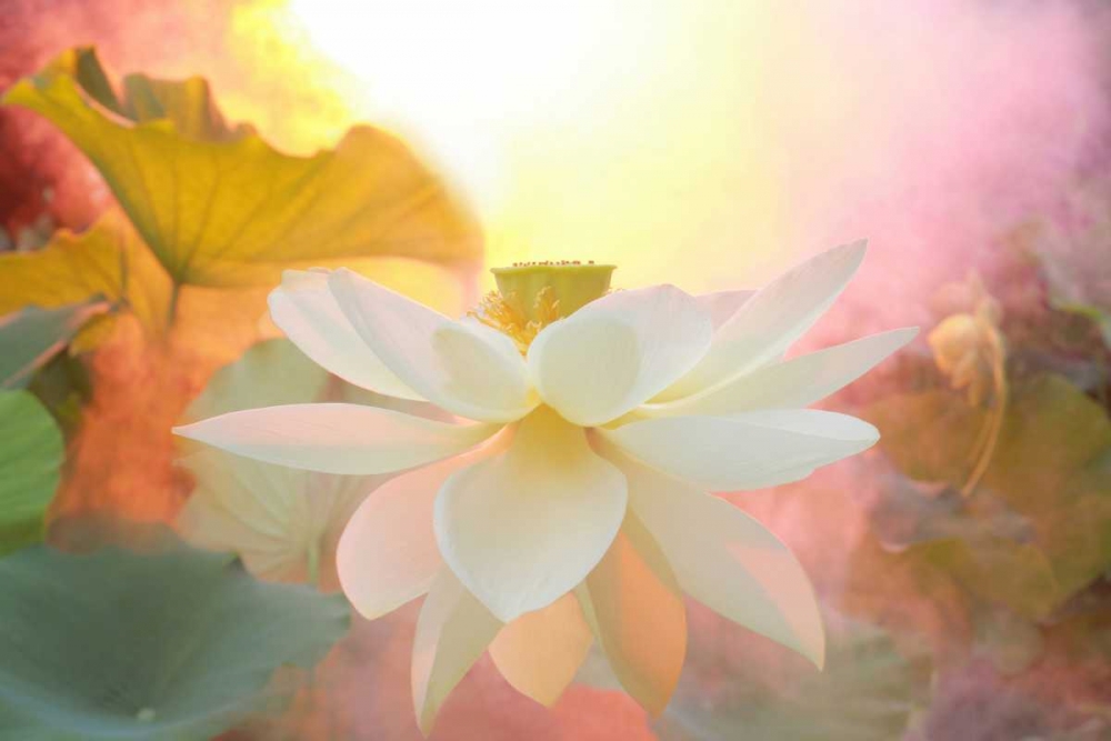 Arise art print by Bahman Farzad for $57.95 CAD
