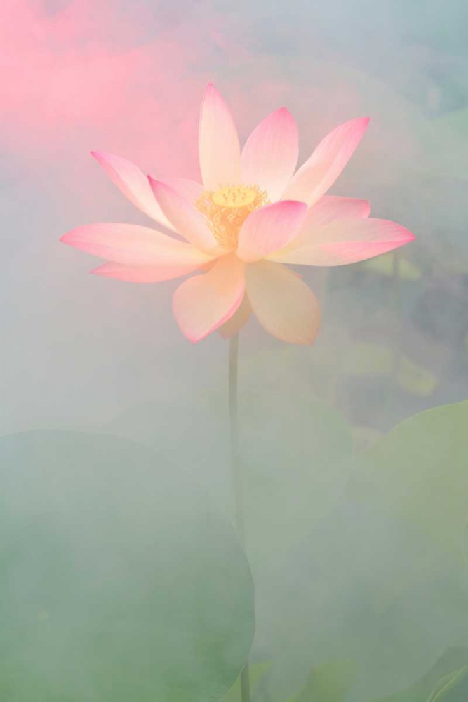 Pink Passion art print by Bahman Farzad for $57.95 CAD