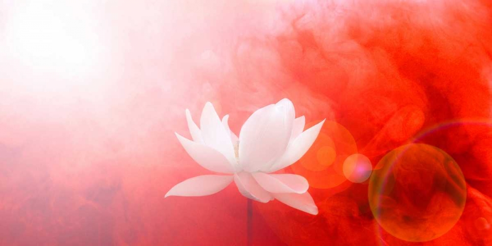 Lotus in Flames art print by Bahman Farzad for $57.95 CAD