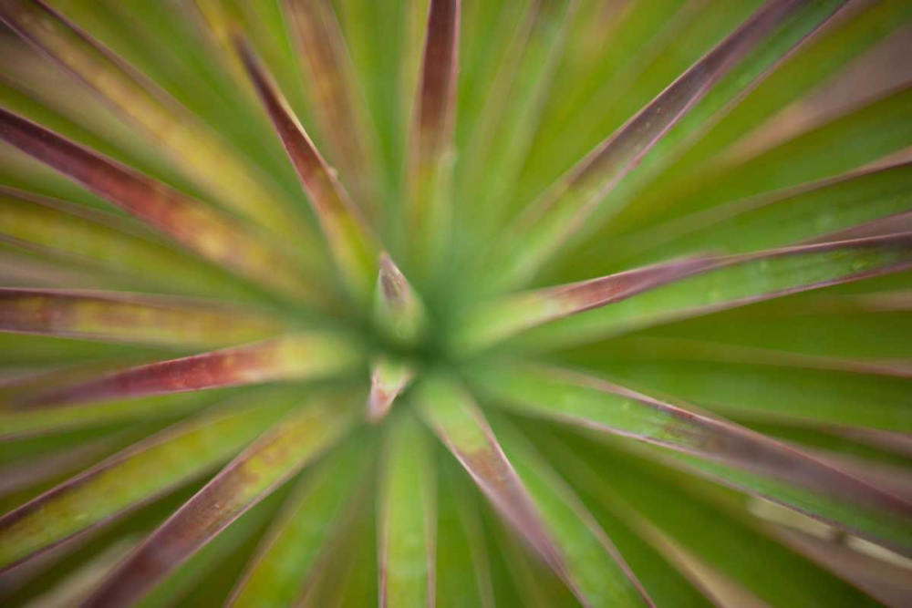 Arizona Monocot art print by Todd France for $57.95 CAD