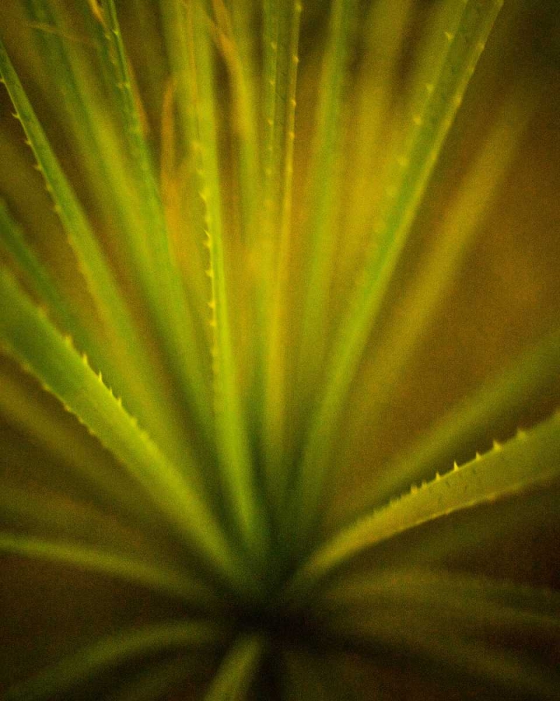 California Monocot art print by Todd France for $57.95 CAD