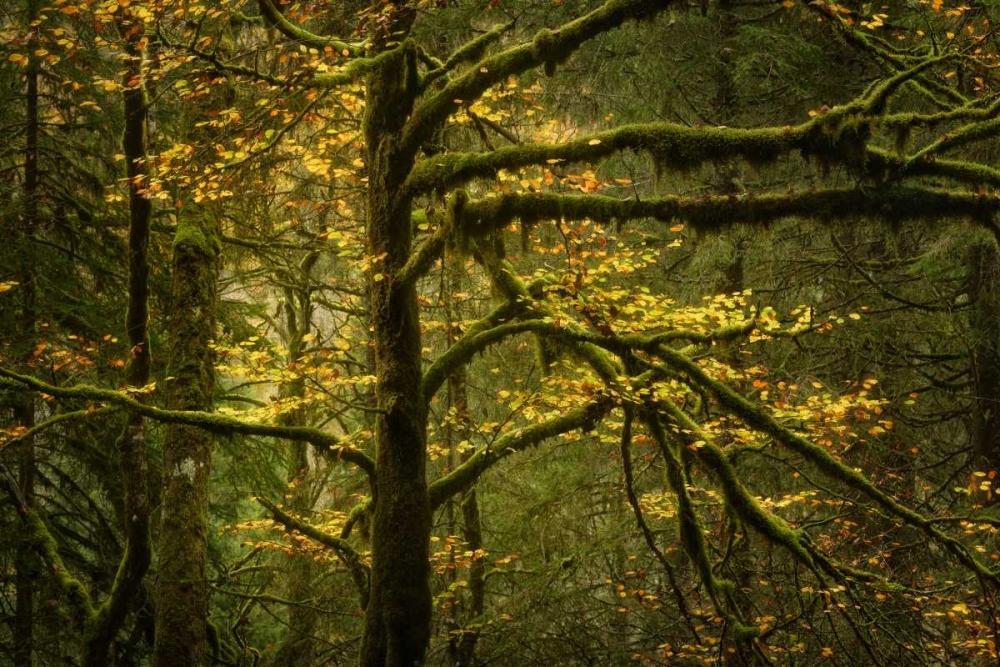 Golden Drops art print by Enrico Fossati for $57.95 CAD