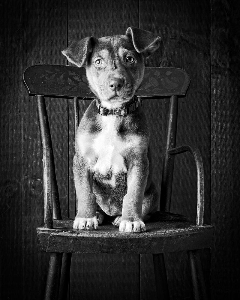 Mutt Black and White art print by Edward M. Fielding for $57.95 CAD