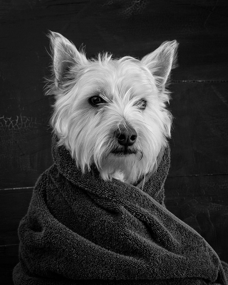Portrait of a Westy Dog art print by Edward M. Fielding for $57.95 CAD