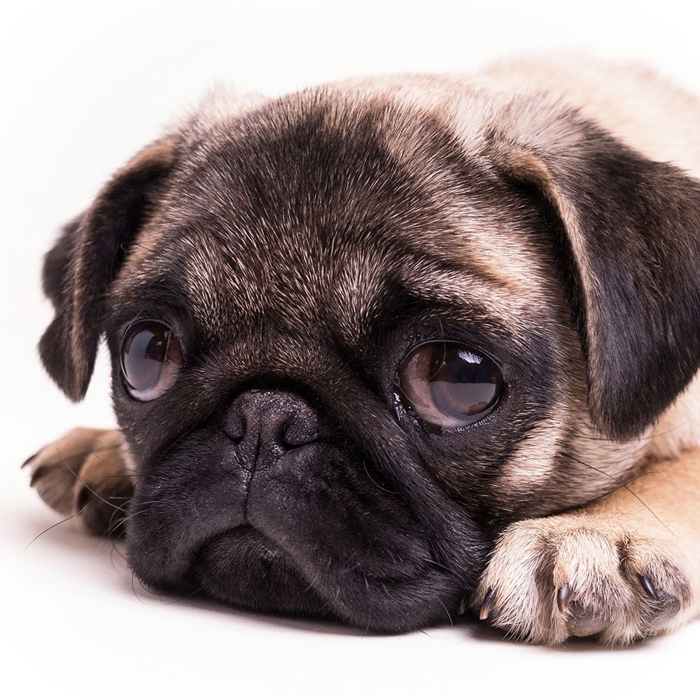 Sad Sack Pug art print by Edward M. Fielding for $57.95 CAD