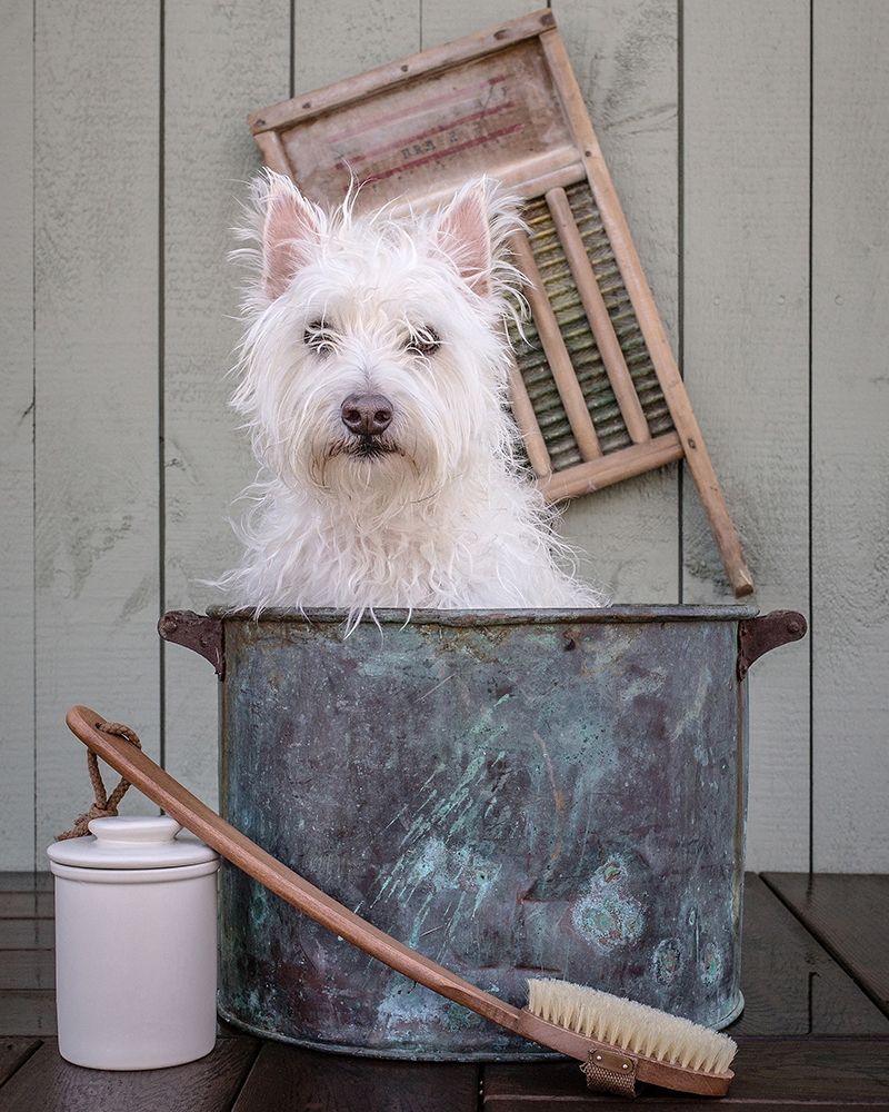 Washing the Dog art print by Edward M. Fielding for $57.95 CAD