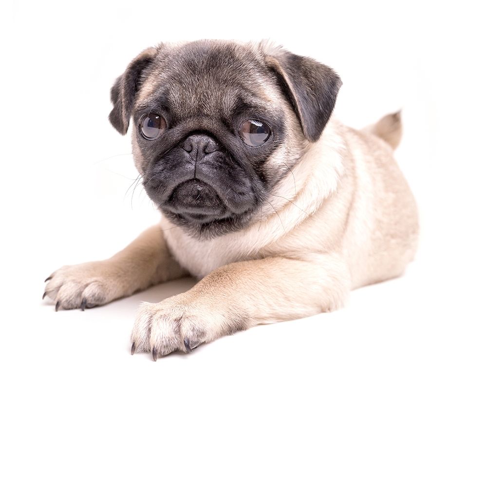 Cute Pug Puppy art print by Edward M. Fielding for $57.95 CAD
