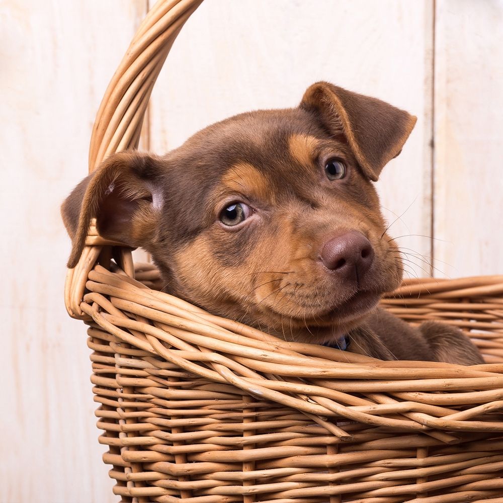 Puppy in a Basket art print by Edward M. Fielding for $57.95 CAD