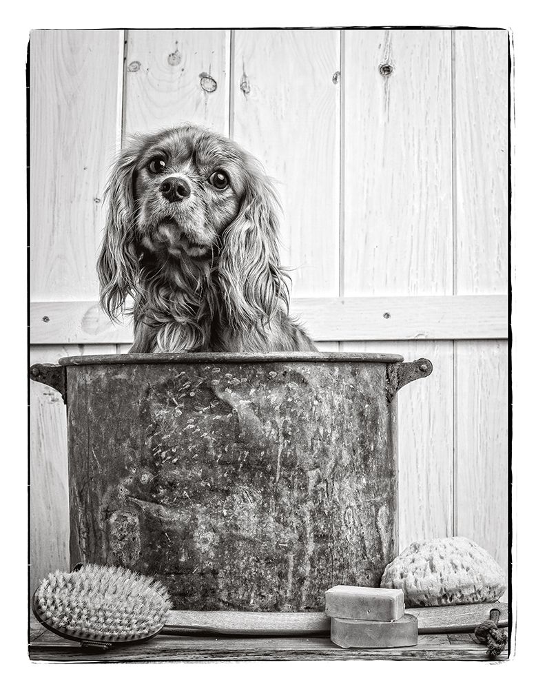 Vintage Puppy Bath art print by Edward M. Fielding for $57.95 CAD