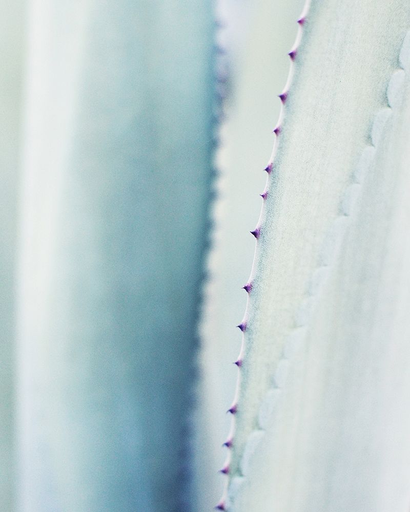 Pale Blue Agave No. 2 art print by Lupen Grainne for $57.95 CAD