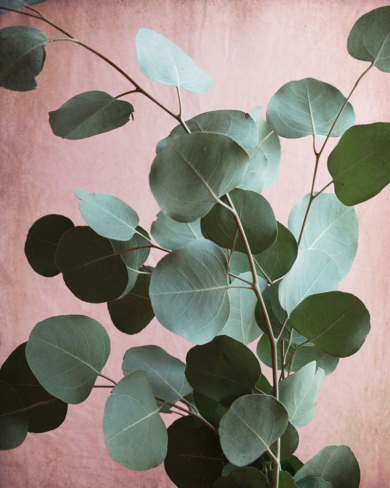 Sage Eucalyptus No. 1 art print by Lupen Grainne for $57.95 CAD