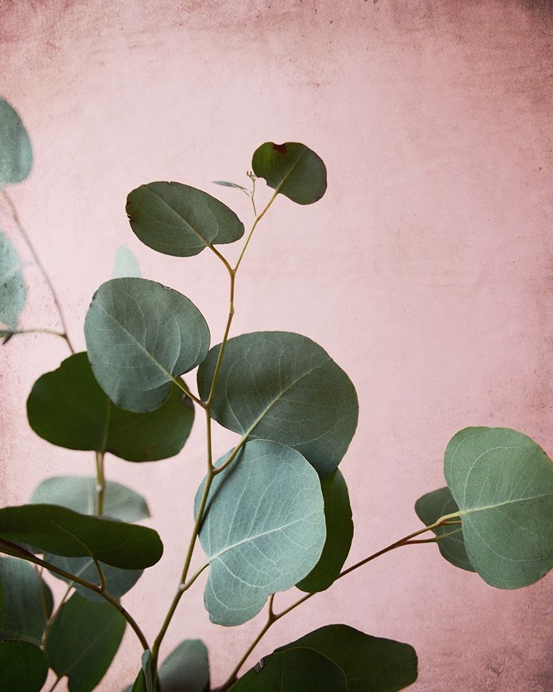 Sage Eucalyptus No. 2 art print by Lupen Grainne for $57.95 CAD
