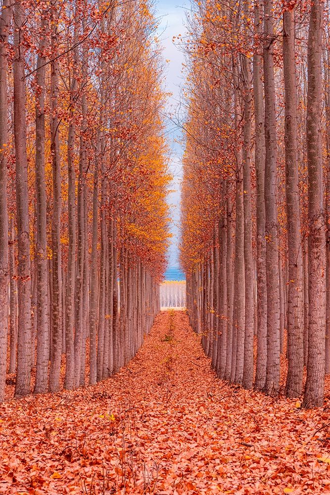Tree Farm art print by Bruce Getty for $57.95 CAD
