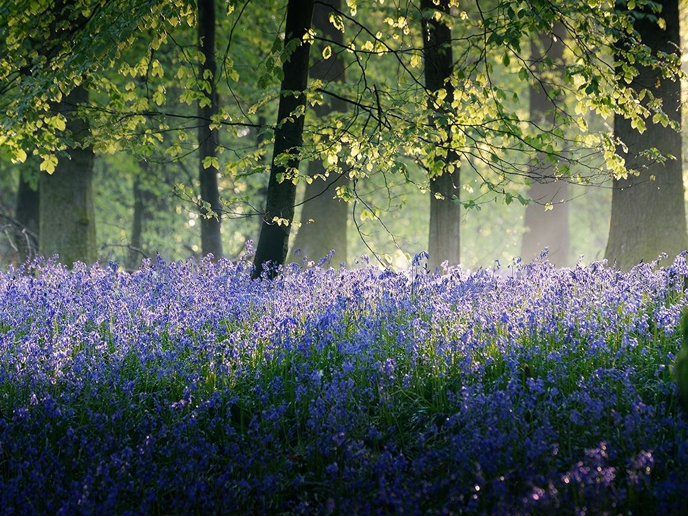 Last of The Bluebells art print by Adelino Goncalves for $57.95 CAD