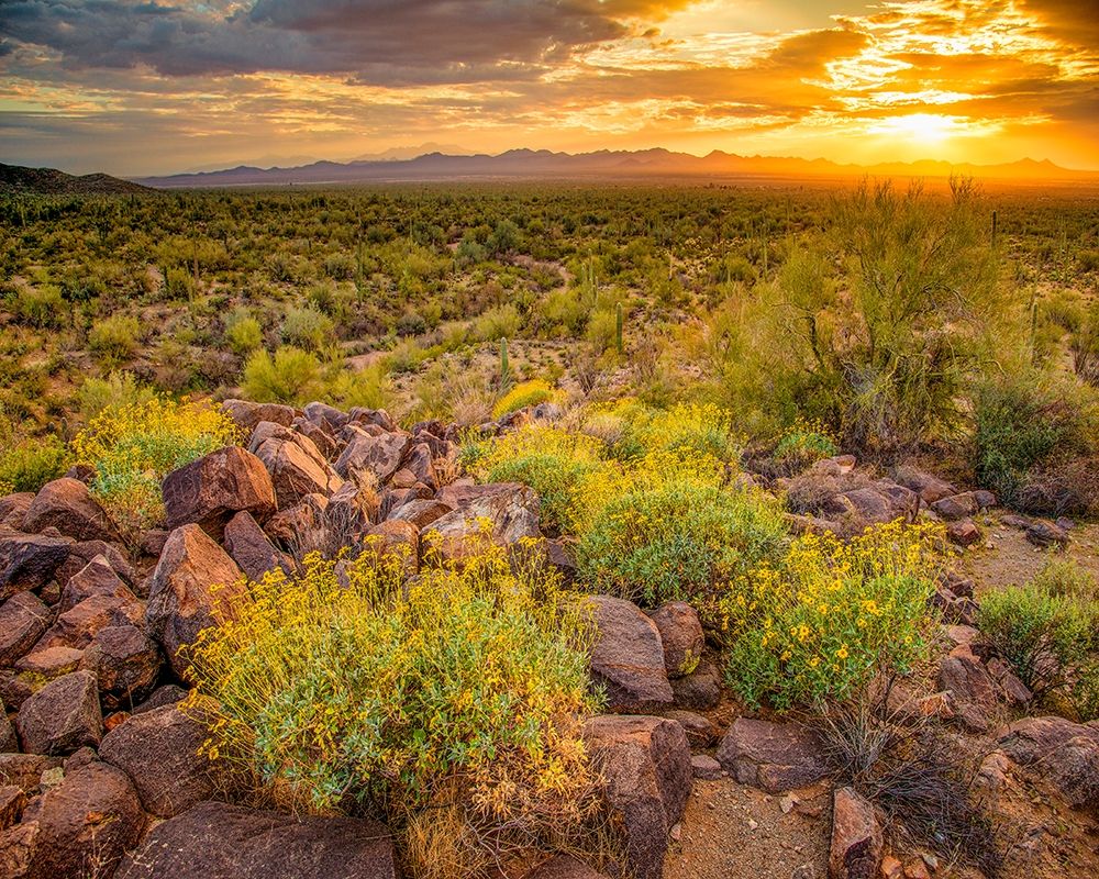 Brittlebush Sunset art print by John Gavrilis for $57.95 CAD