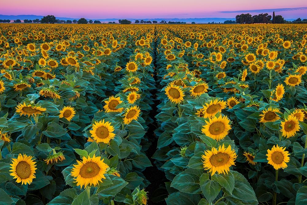 Dawn Sunflowers art print by John Gavrilis for $57.95 CAD