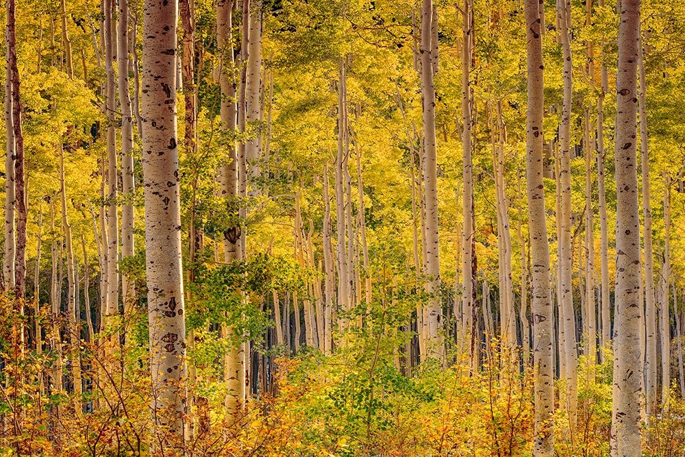 Independence Pass art print by John Gavrilis for $57.95 CAD