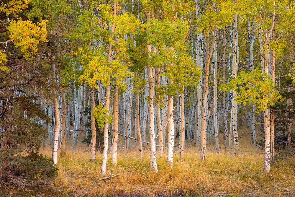 June Lake Aspen art print by John Gavrilis for $57.95 CAD