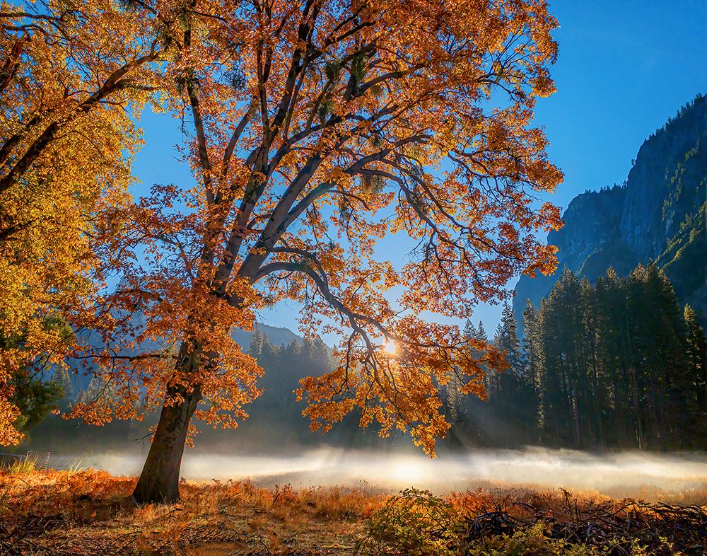 Autumn Oak Sunrise And Fog art print by John Gavrilis for $57.95 CAD