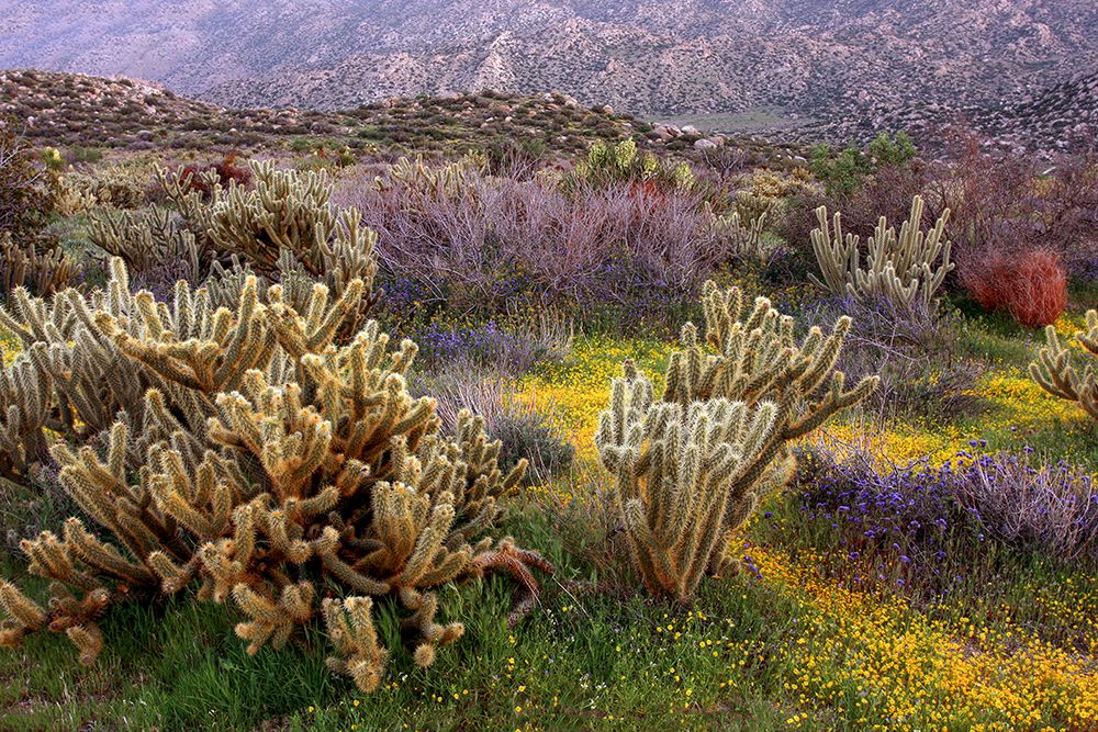 Desert Cactus and Wildflowers art print by John Gavrilis for $57.95 CAD