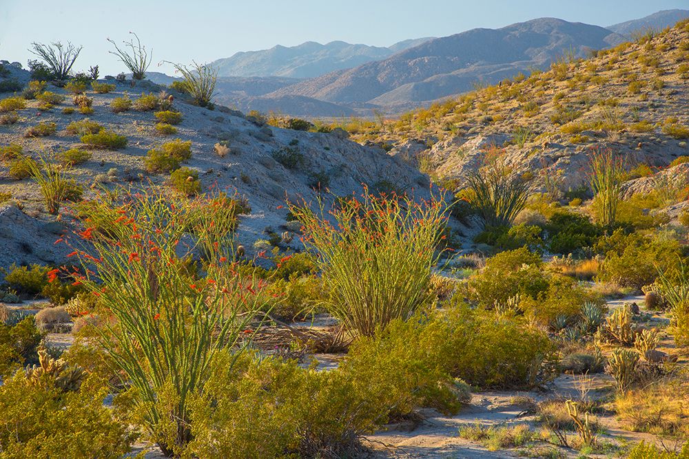 Desert Ocotillo Landscape art print by John Gavrilis for $57.95 CAD