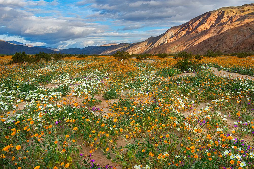 Desert Wildflowers in Henderson Canyon art print by John Gavrilis for $57.95 CAD