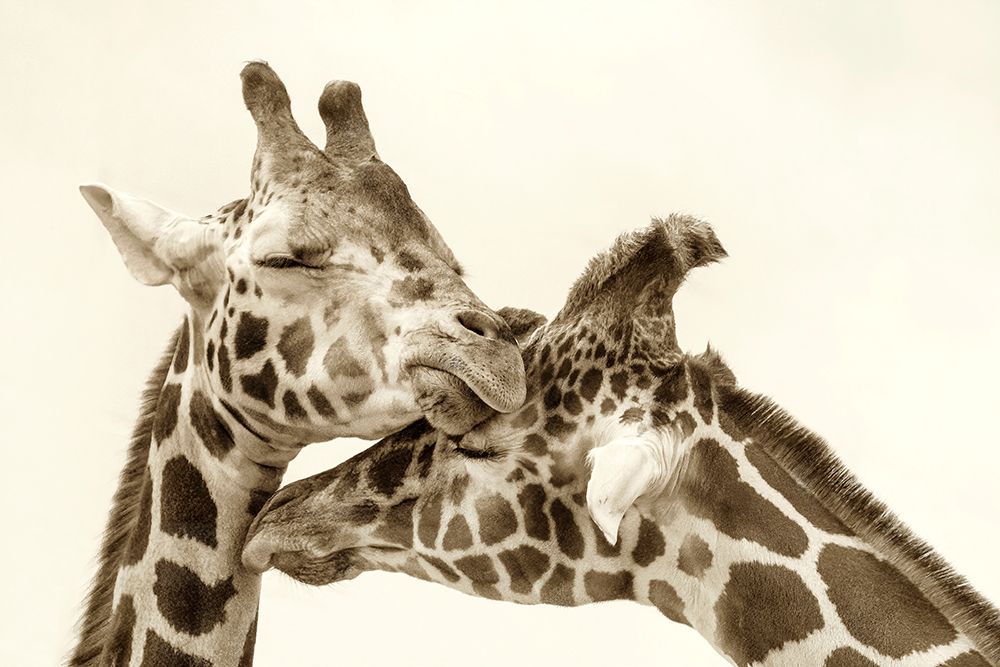In Love art print by Carrie Ann Grippo-Pike for $57.95 CAD