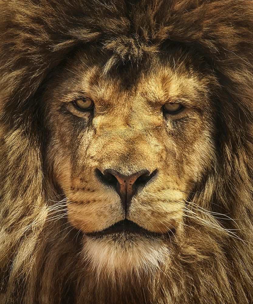 Lion King art print by Carrie Ann Grippo-Pike for $57.95 CAD