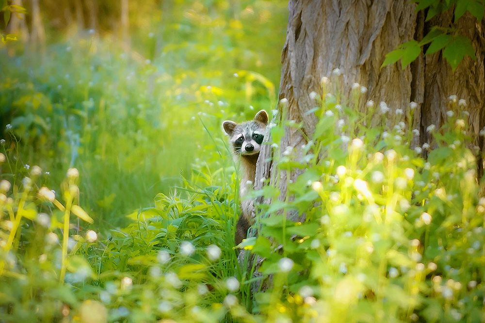Peek A Boo art print by Carrie Ann Grippo-Pike for $57.95 CAD