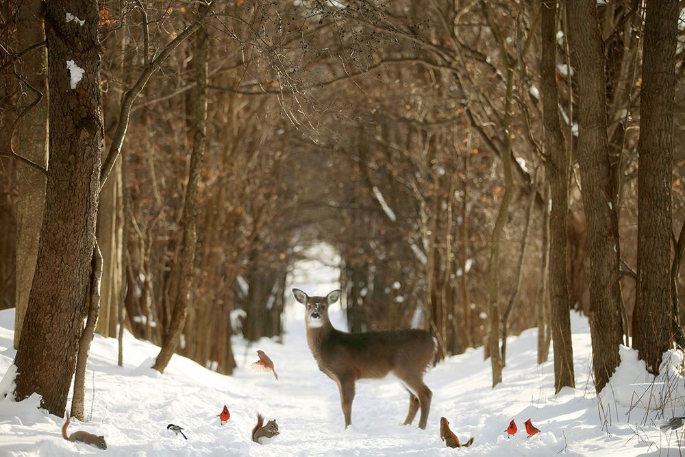 The Forest of Snow White art print by Carrie Ann Grippo-Pike for $57.95 CAD