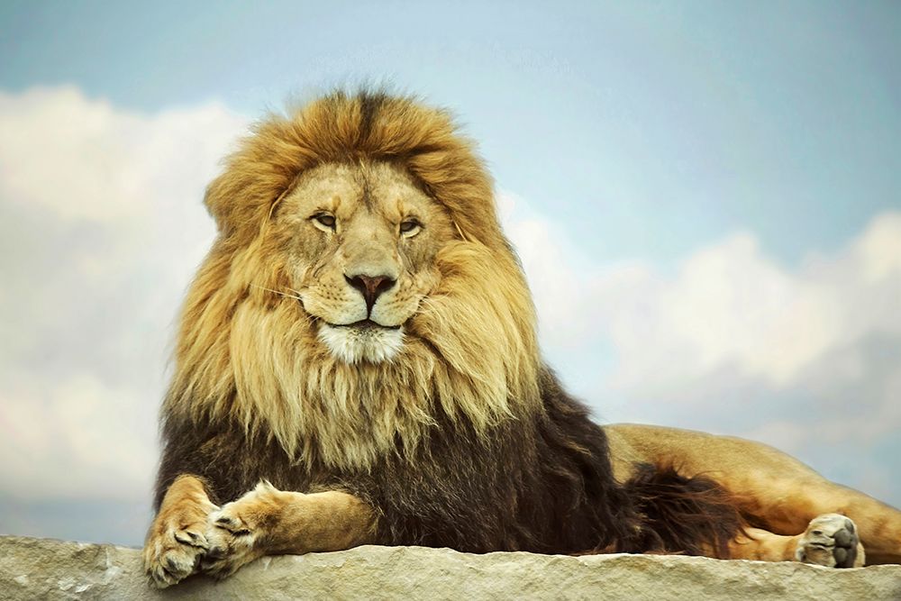 The King art print by Carrie Ann Grippo-Pike for $57.95 CAD