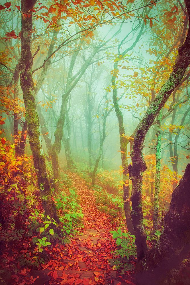 Fairytale Fall Pathway art print by Carrie Ann Grippo-Pike for $57.95 CAD