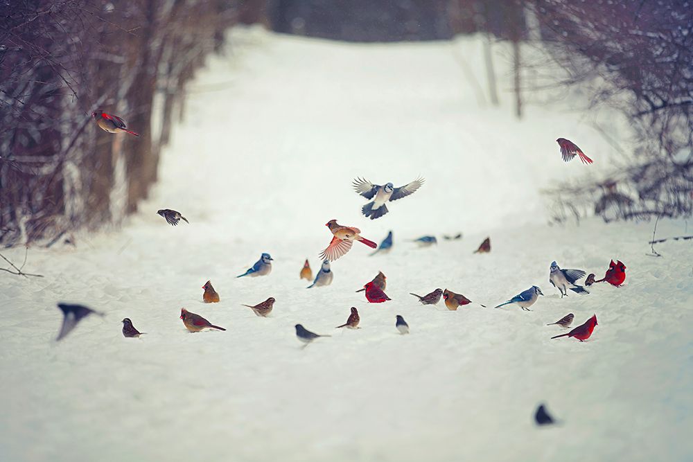 Feathered Friends Birds in Snow art print by Carrie Ann Grippo-Pike for $57.95 CAD